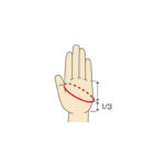 golden catch sunglove 5 cut pn 101 l