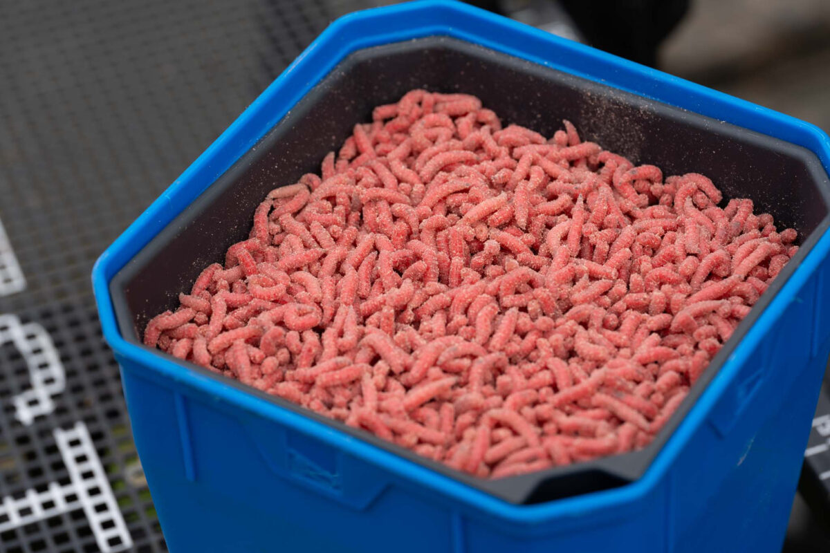 2pt maggot riddle