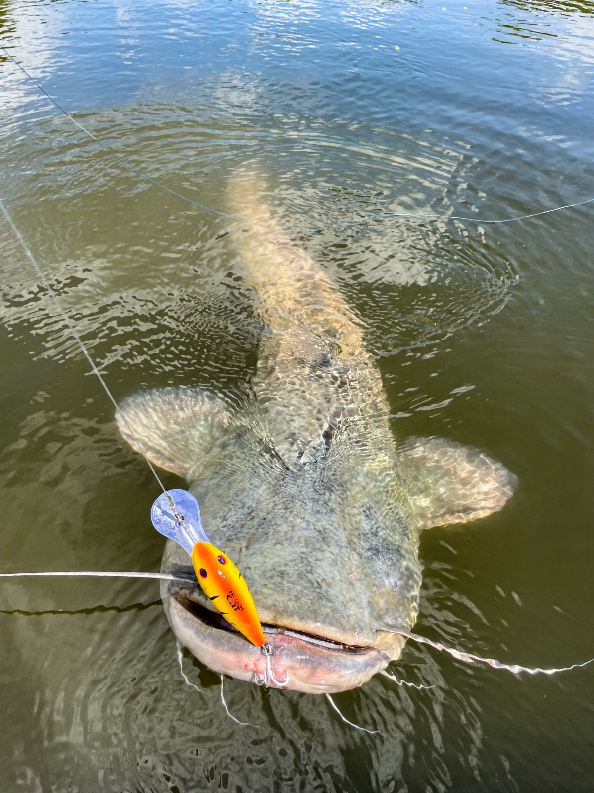black cat 50g 16cm cranker firetiger sinking