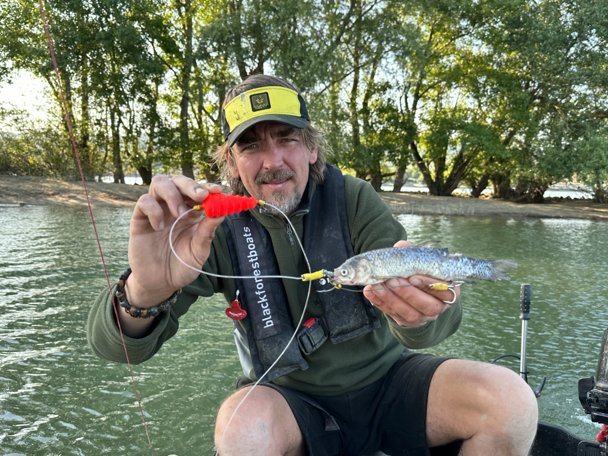 black cat 6 0 baitfish tree rig l 200m 2 mainline 120mm