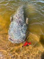 black cat 70g cat chatter bait fish sinking