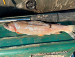 black cat dead bait puncher l 40cm