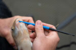 floater disgorger baiting needle