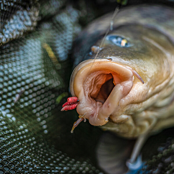KORUM ALL ROUNDER SIZE 12 BARBLESS » Fish.bg | Хвани повече с Fish.bg