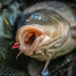 korum grappler size 6 barbless
