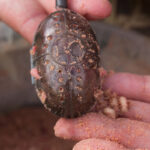 korum swivel grub feeder   60g