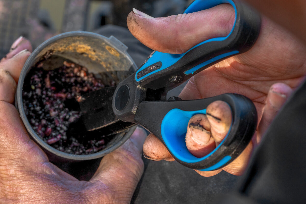 worm scissors