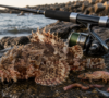 Морски скорпион-fish.bg