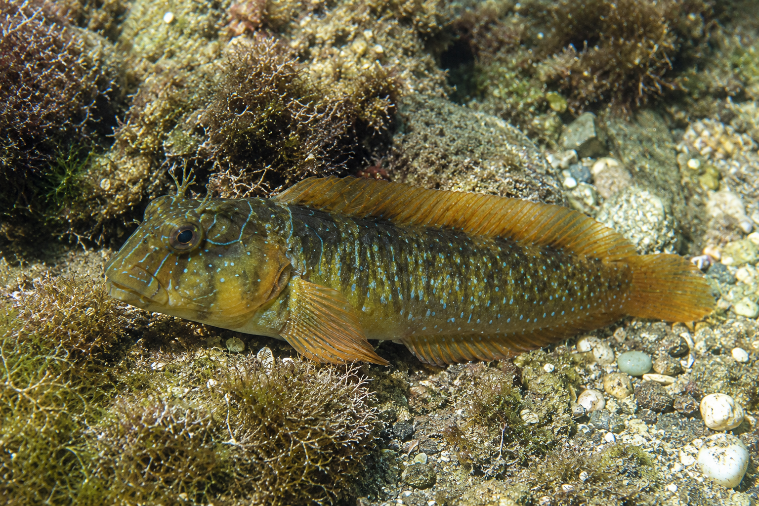 Начало - Fish.bg | Хвани повече с Fish.bg Морски паун