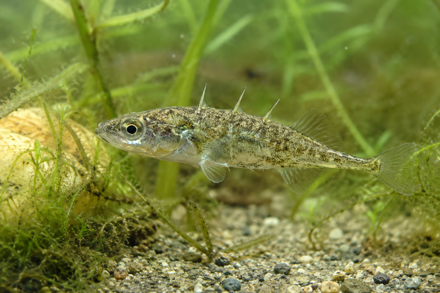 Начало - Fish.bg | Хвани повече с Fish.bg Трииглена бодливка-fish.bg