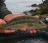 Зеленушка-fish.bg
