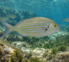 Сарпа-fish.bg